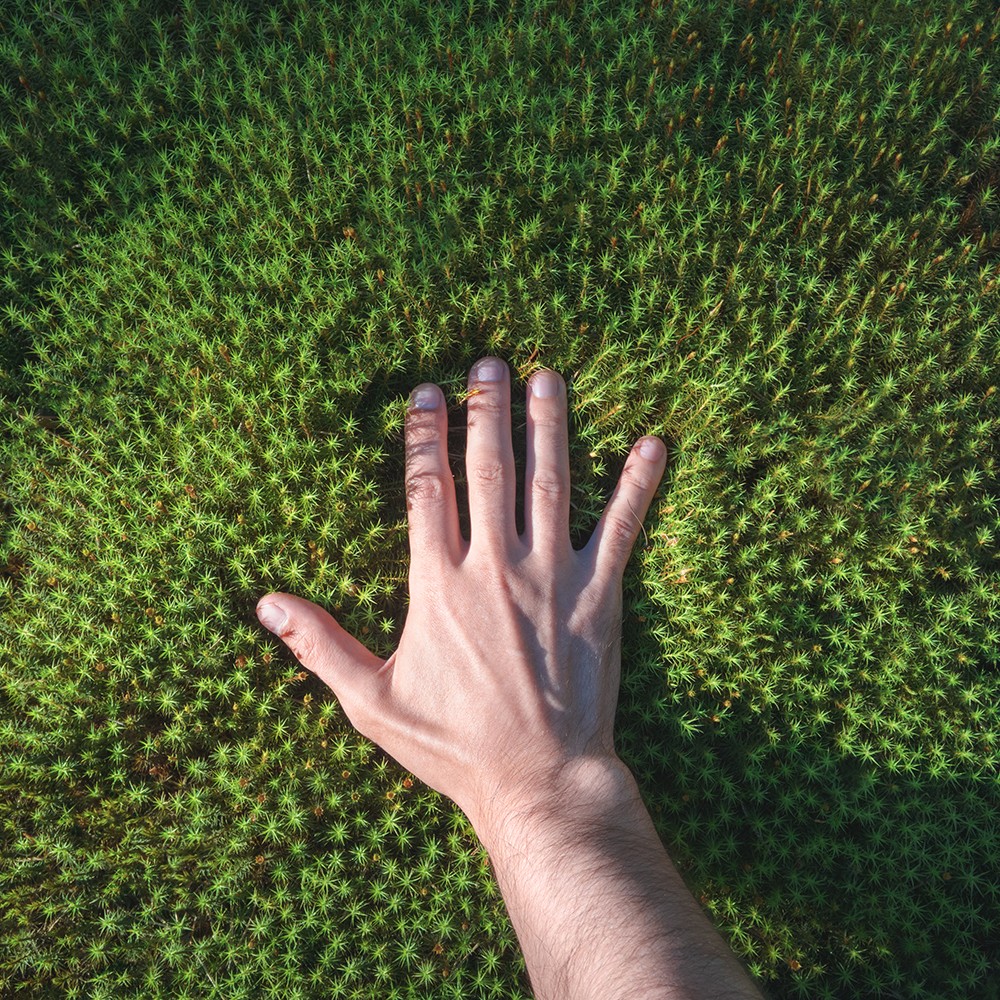 A hand touches a green forest moss.