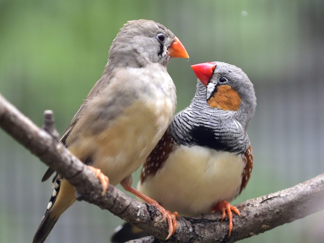 two songbirds on branch