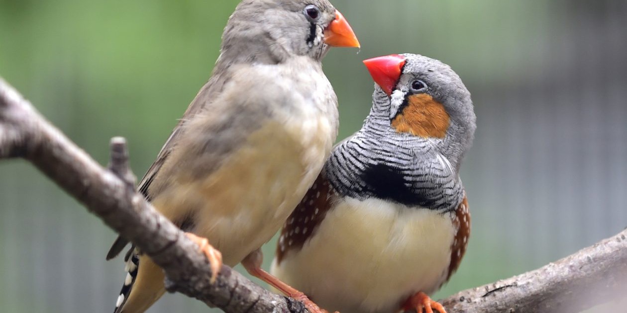 two songbirds on branch