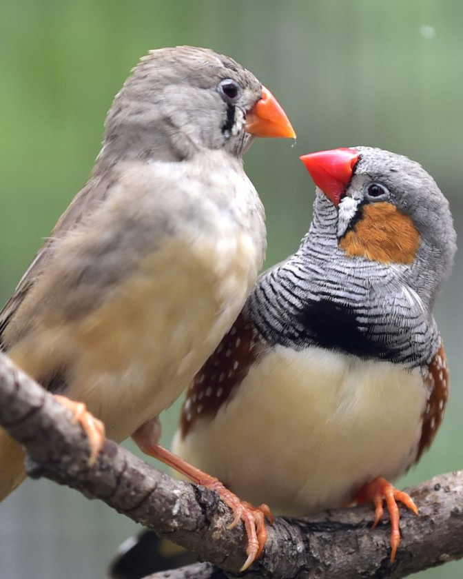 two songbirds on branch