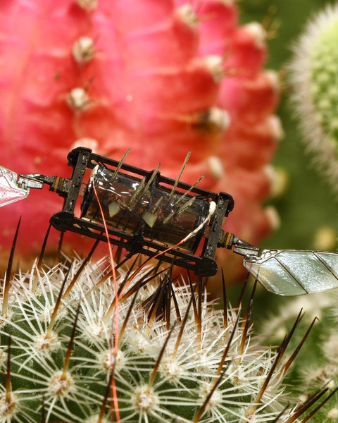 bug robot with wings sitting on green and red cactus