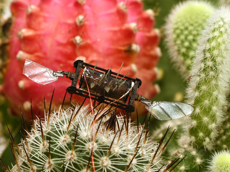 bug robot with wings sitting on green and red cactus