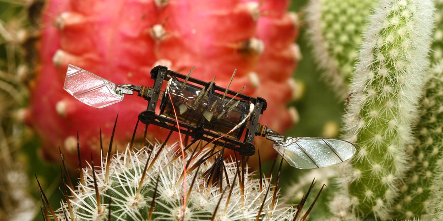 bug robot with wings sitting on green and red cactus