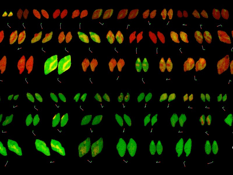 Seven rows of paired almond-shaped objects are colored red, green, and yellow. Each pair is very similar to each other.